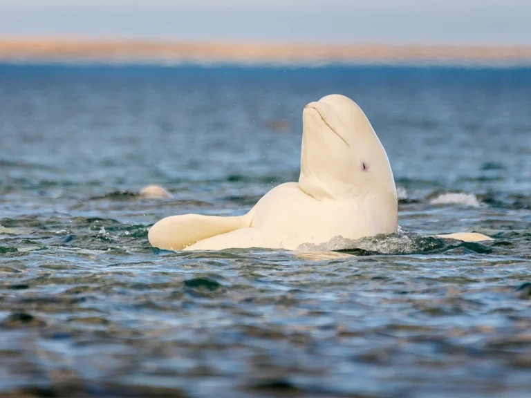 Discovering the Buff Beluga Whale: Nature’s Marine Marvel