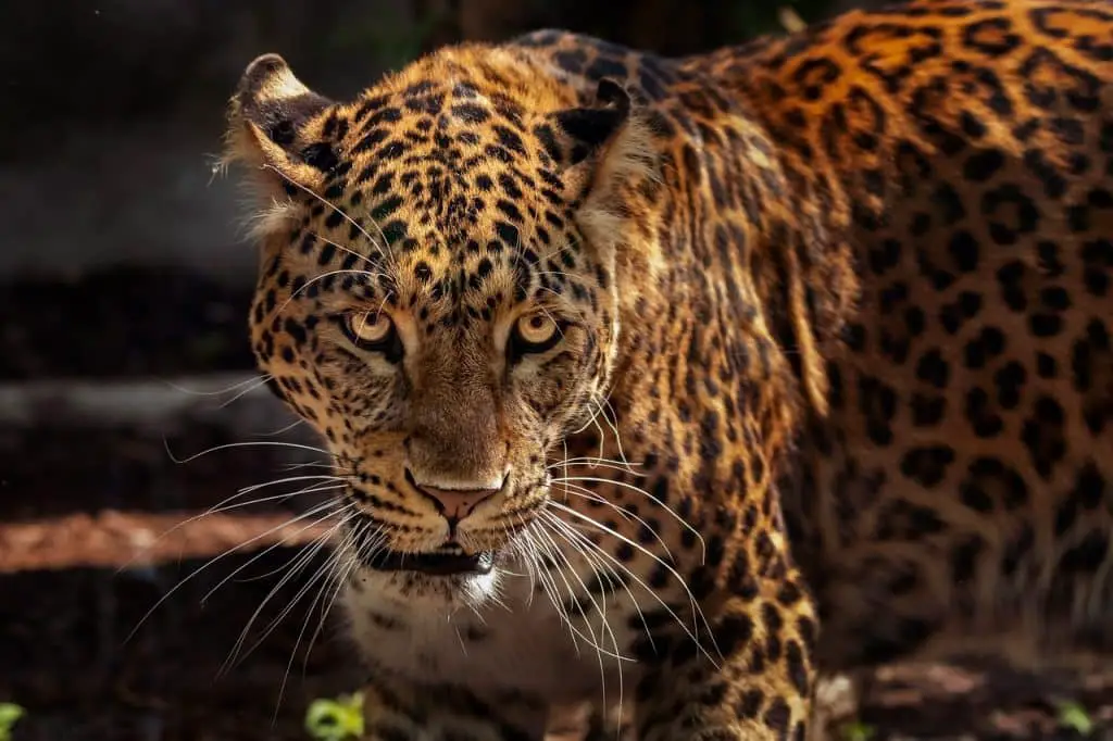 The Majestic Jaguar: Fascinating Facts About Nature’s Top Predator