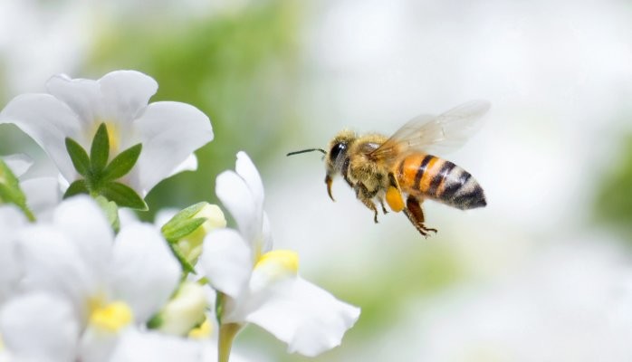 The Unsung Heroes: The Life of Old Bees