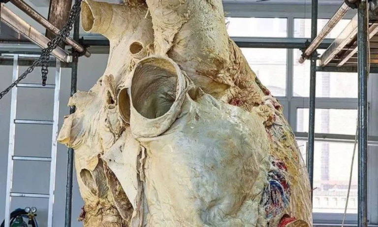 The Majestic Heart of a Blue Whale: A Marvel of Nature