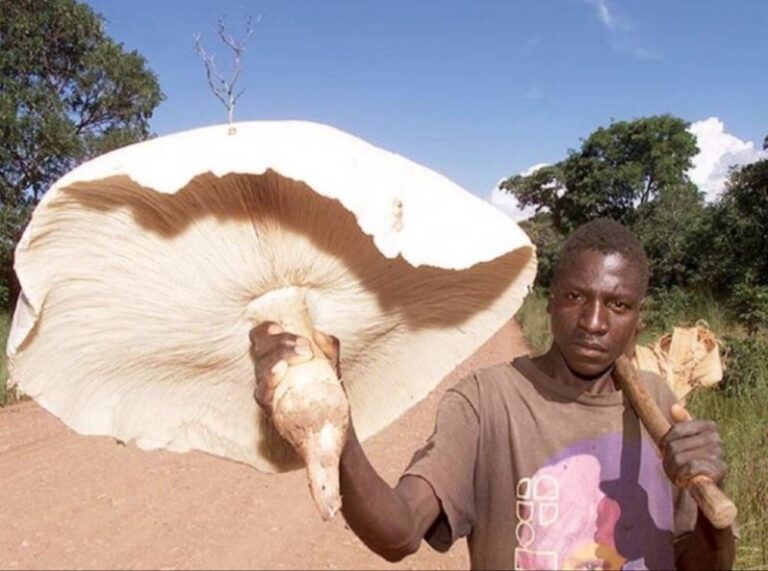 The Giant Marvel of the Fungal World: Termitomyces titanicus