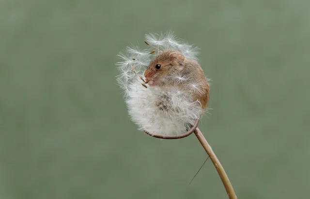 The Eurasian Harvest Mouse: A Tiny Marvel of Nature