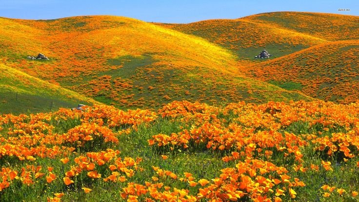 California Superbloom 2024: A Spectacular Floral Phenomenon