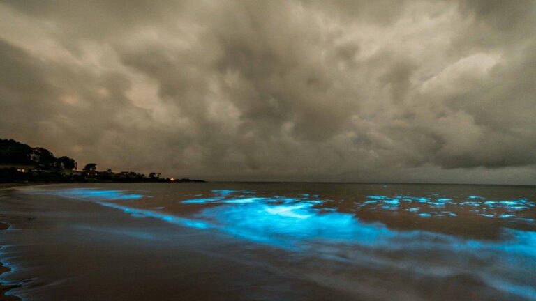 The Enchanting Glow of Noctiluca scintillans: Australia’s Sea Sparkle