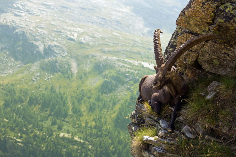 Amazing Facts About the Alpine Ibex: Masters of the Mountain Peaks