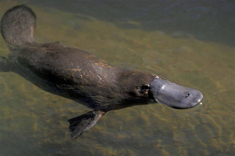 Discovering the Fascinating World of the Platypus