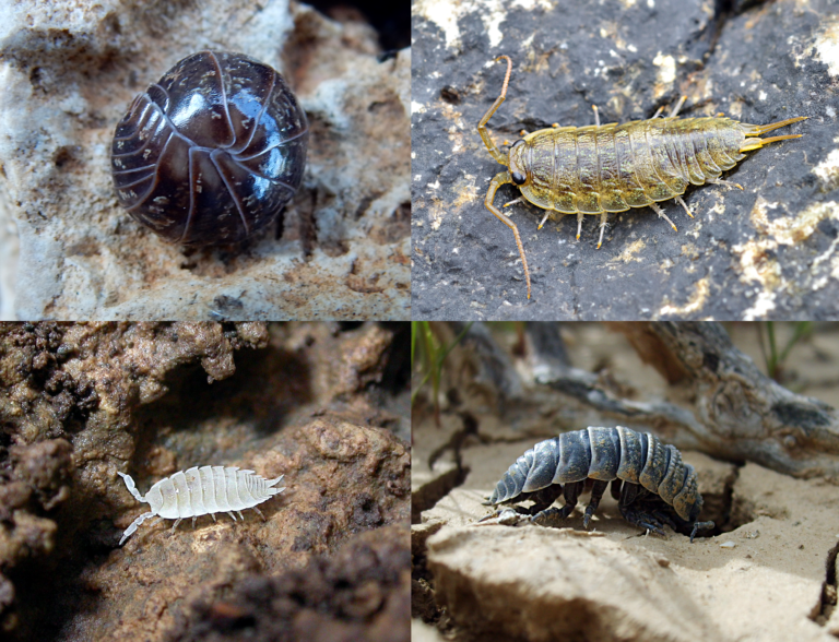 The Hidden World of Woodlice: Nature’s Fascinating Little Creatures