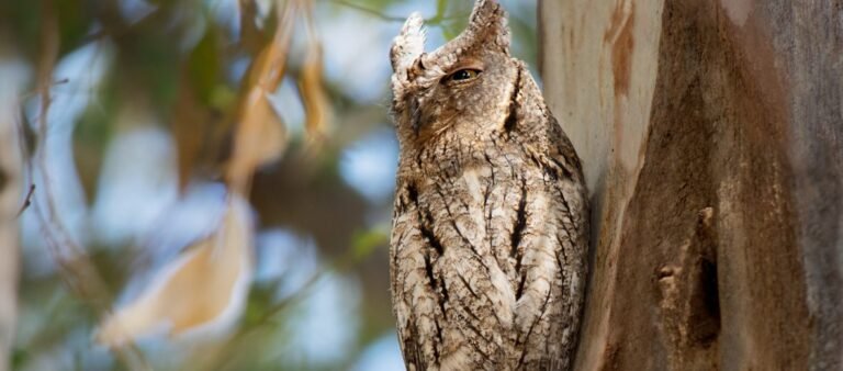 The Eurasian Scops Owl: Nature’s Tree Bark Master