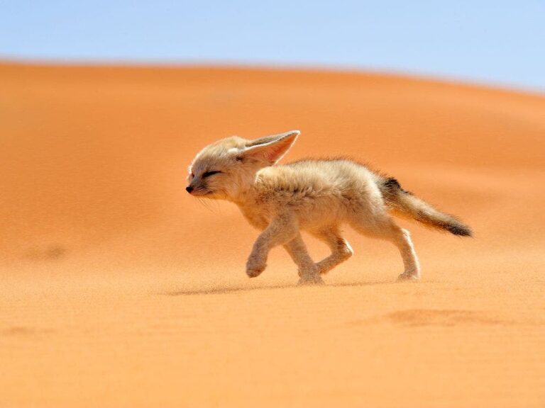 The Fennec Fox: Nature’s Tiny Desert Survivor