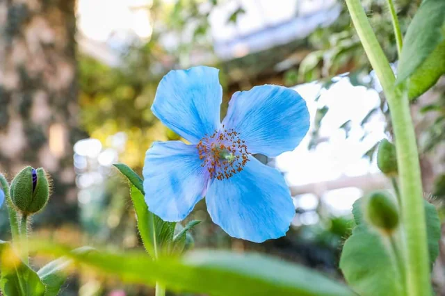 The Enchanting Himalayan Blue Poppies of Valley of Flowers National Park