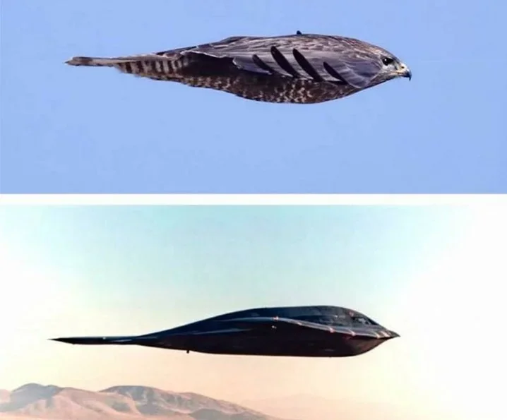 The Awe-Inspiring Peregrine Falcon: Nature’s B-2 Bomber