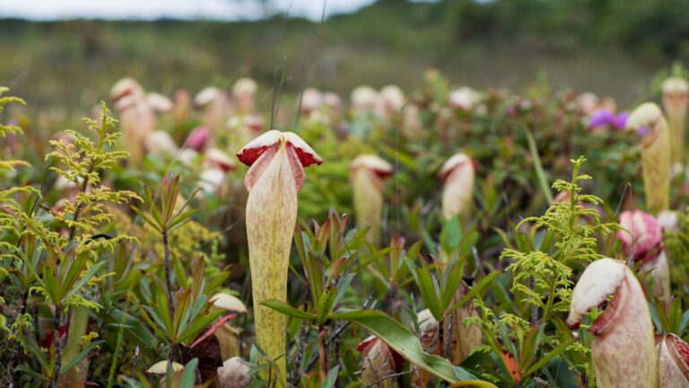 The Fascinating World of Nepenthes holdenii: Nature’s Carnivorous Marvel