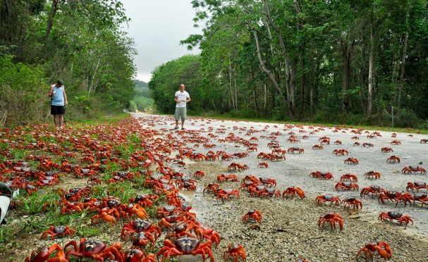 The Incredible Red Crab Migration: How Christmas Island Protects Its Crawling Travelers