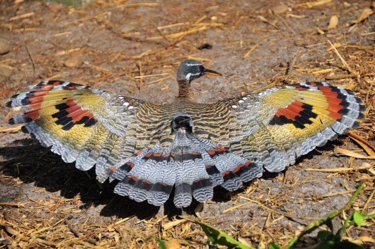 The Sunbittern: A Bird with Butterfly-Like Wings