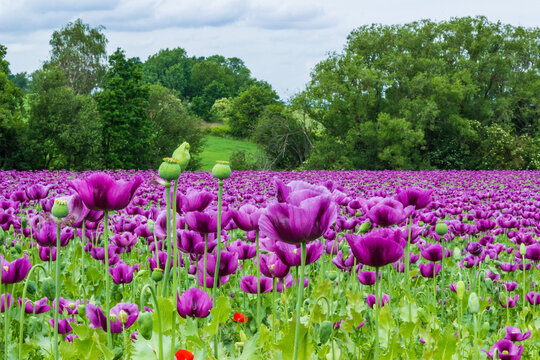 The Purple Poppy: A Symbol of Remembrance and Compassion