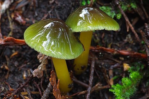 The Parrot Waxcap Mushroom: A Vibrant Jewel of the Forest Floor