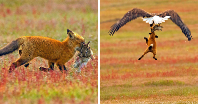 A Battle in the Sky: An Epic Eagle vs. Fox Showdown Captured in Stunning Photos