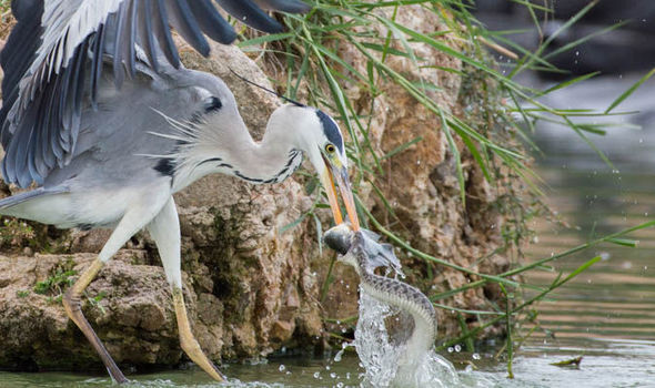 A Struggle for Survival: Heron and Snake Battle for Dinner in Telangana