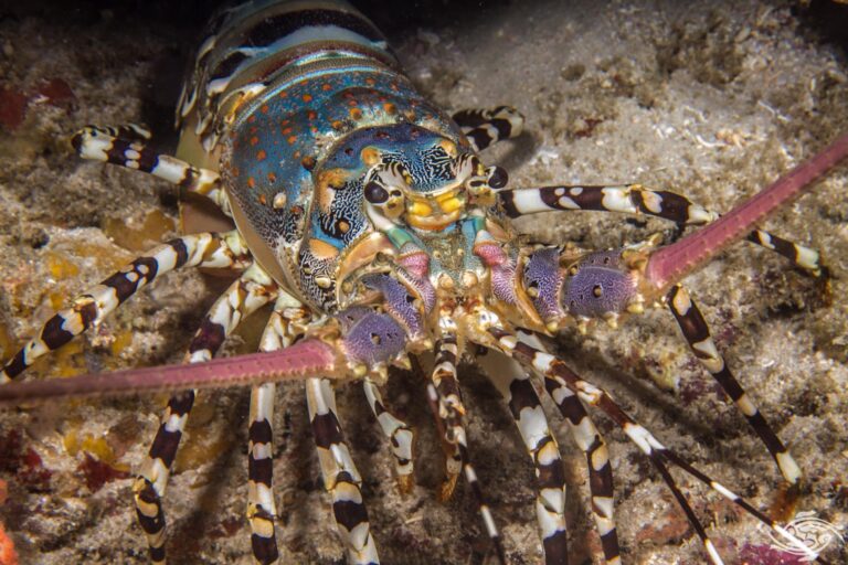 The Rainbow Lobster: A Hidden Gem of the Mediterranean Sea