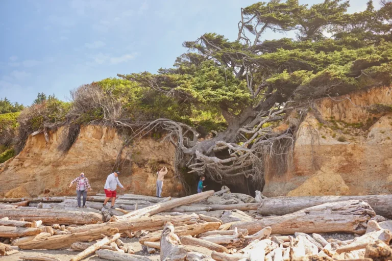 The Incredible “Tree of Life” at Kalaloch Beach: A Testament to Resilience