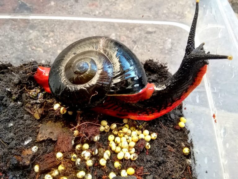 The Fire Snail: A Colorful Jewel of the Malaysian Highlands