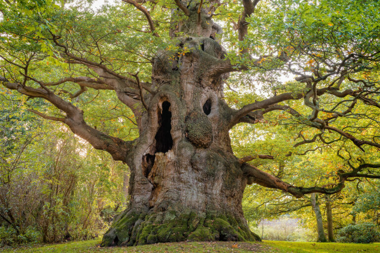 The Majesty Oak: Britain’s Largest Unaltered Oak Tree