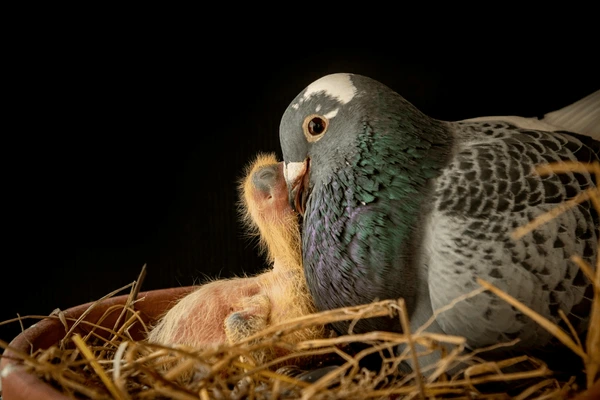 Crop Milk: The Unusual “Milk” of Birds That Nourishes Their Chicks