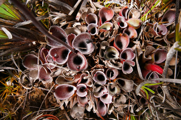 The Enchanting Heliamphora (Heliamphora pulchella): A Marsh Pitcher Plant from Venezuela