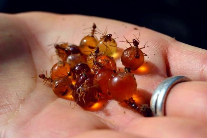 The Sweet Secrets of Oaxaca: Honey Ants and Their Delicious Nectar