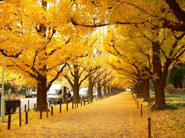 The Enchanting Tree Tunnel in Japan: A Hidden Natural Wonder