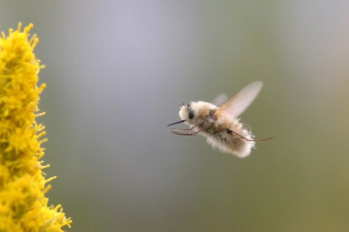 Enchanting Photography of the Japanese Bee Fly: Nature’s Tiny Pollinator