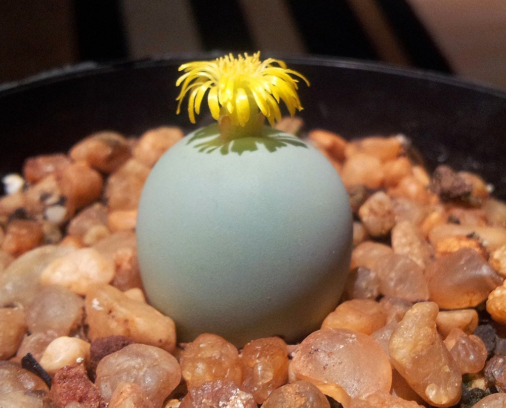 1 Conophytum calculus RSA 3