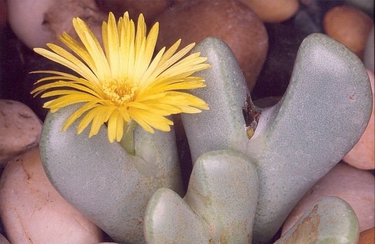 Conophytum ampliatum