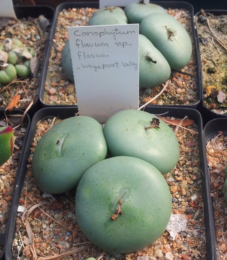 Conophytum flavum flavum CT