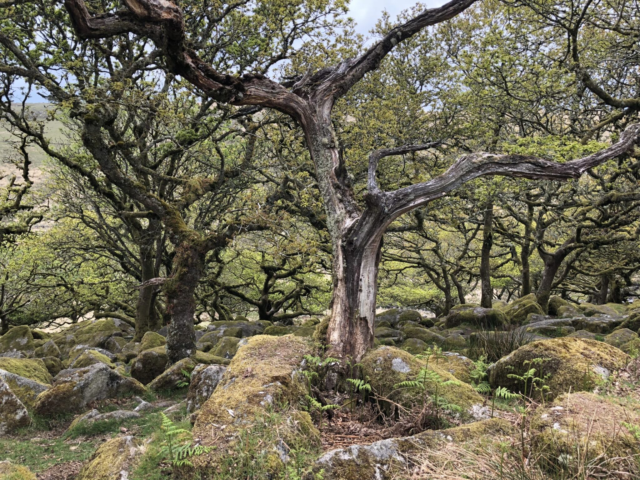 Exploring Wistman’s Wood: Dartmoor’s Enchanted Oakwood