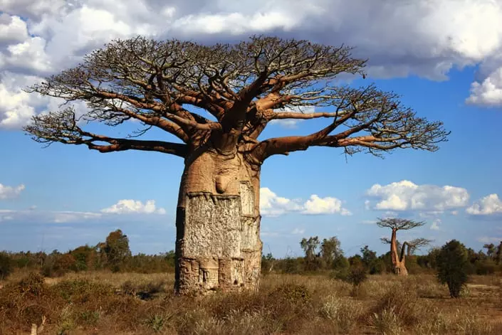 Secret Africa Fun Facts about the Baobab Tree