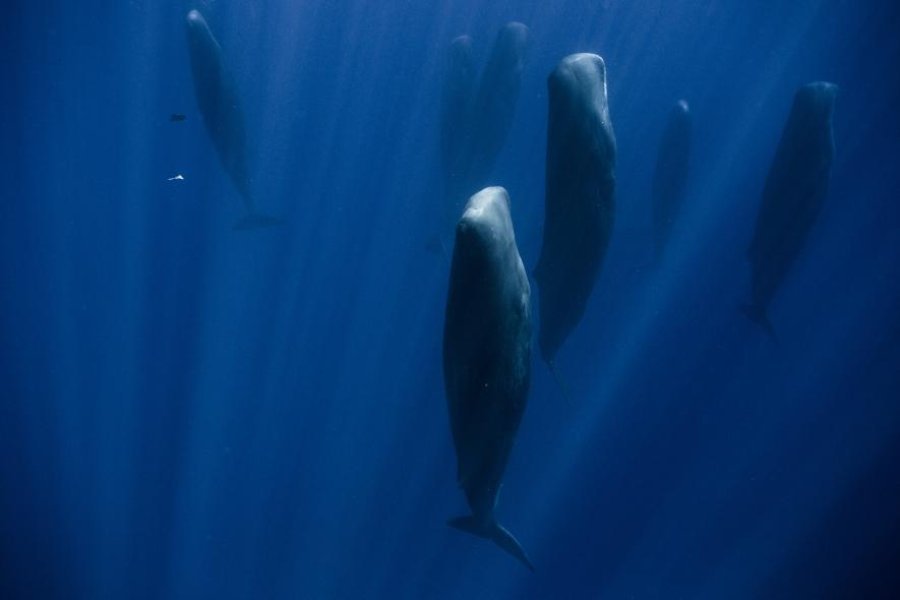 Sperm Whales Sleep Vertically