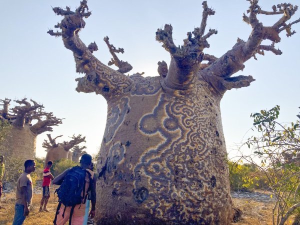 baobab fungus 1