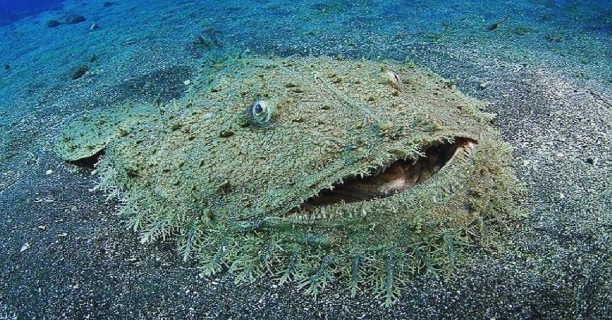 tasselled wobbegong eucrossorhinus dasypogon carpet shark fb