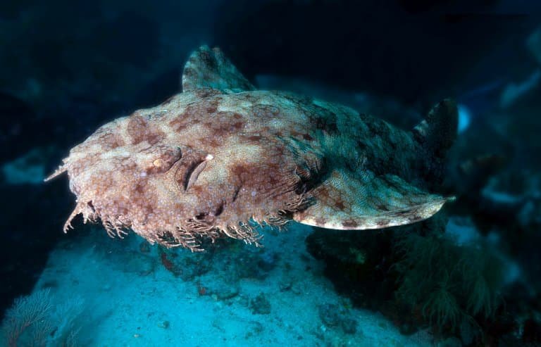 tasselled wobbegong facts