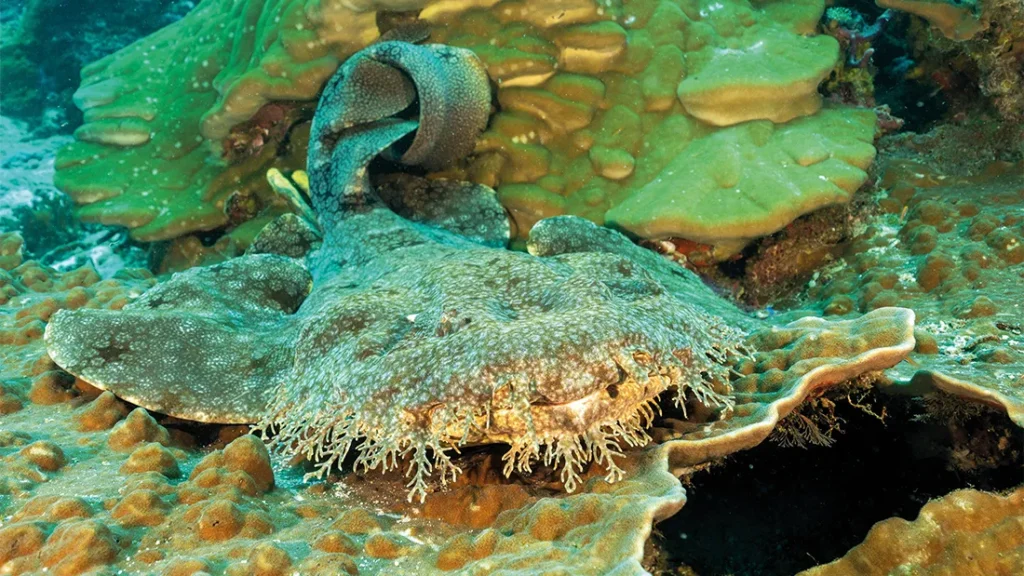 tasselled wobbegong o