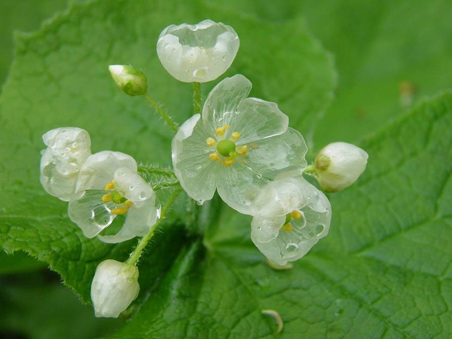 transparent skeleton flowers in rain diphylleia grayi 16