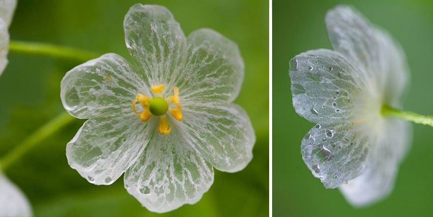 transparent skeleton flowers in rain diphylleia grayi 22 1