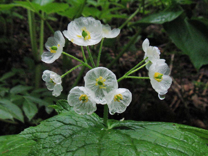 transparent skeleton flowers in rain diphylleia grayi 6